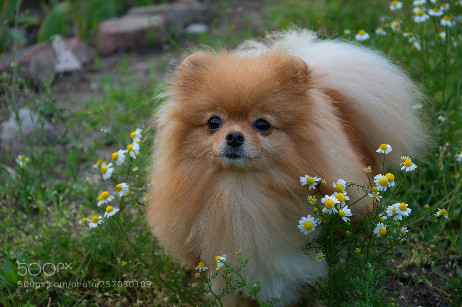 Nikon D7100 sample photo. Lilu photography