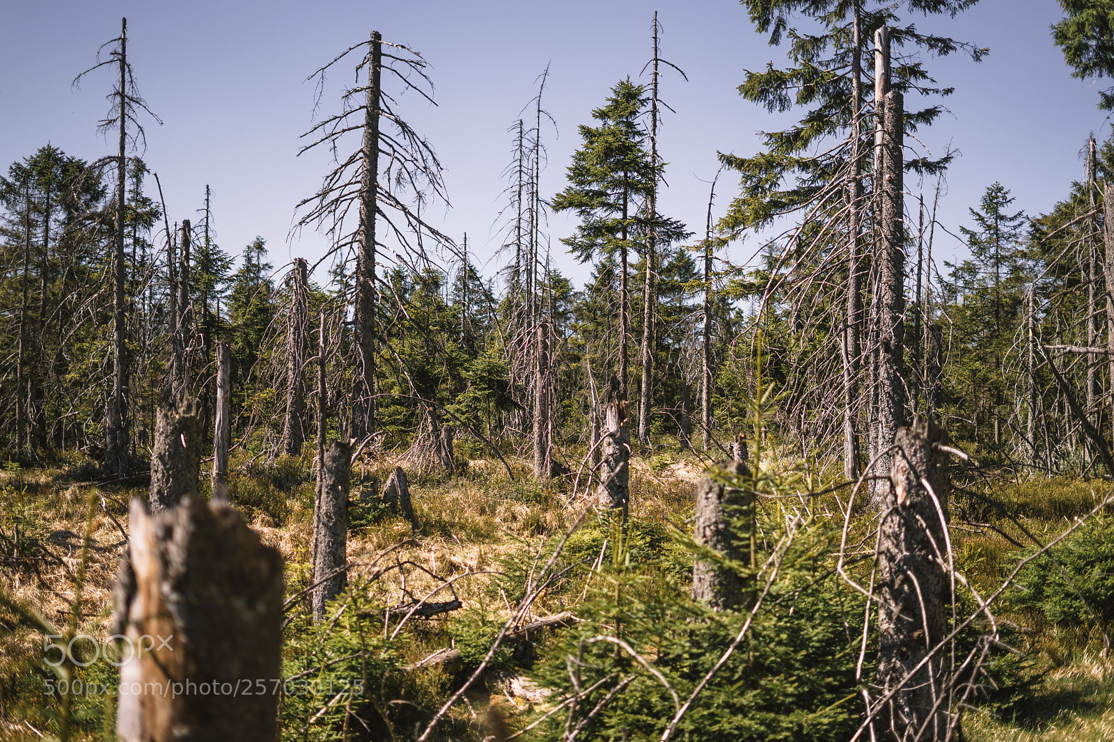 Sony a7 sample photo. Harz 3 photography