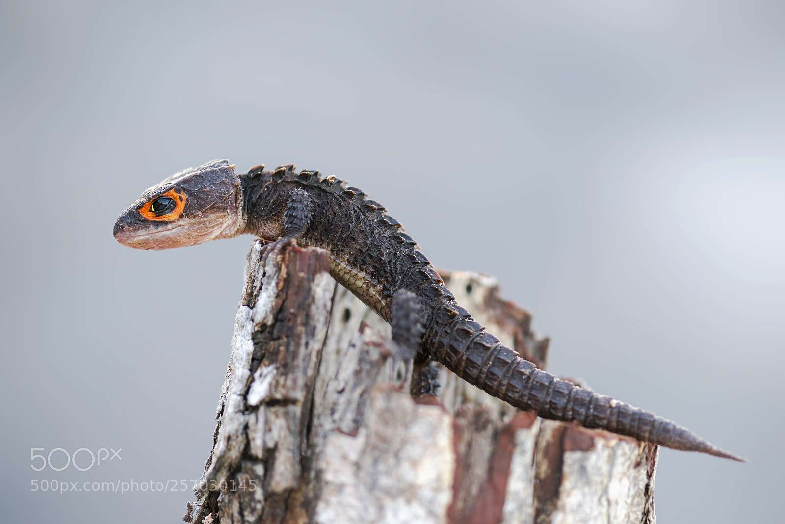 Nikon D600 sample photo. Crocodile skink , gecko ,lizard photography