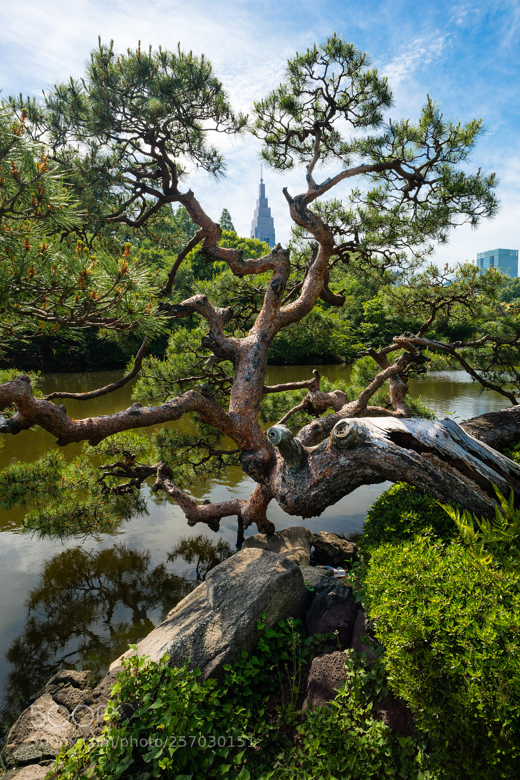 Sony a7R III sample photo. Shinjuku gyoen photography
