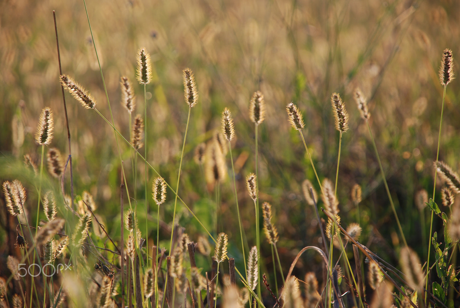 Nikon D80 sample photo. Sunset light photography