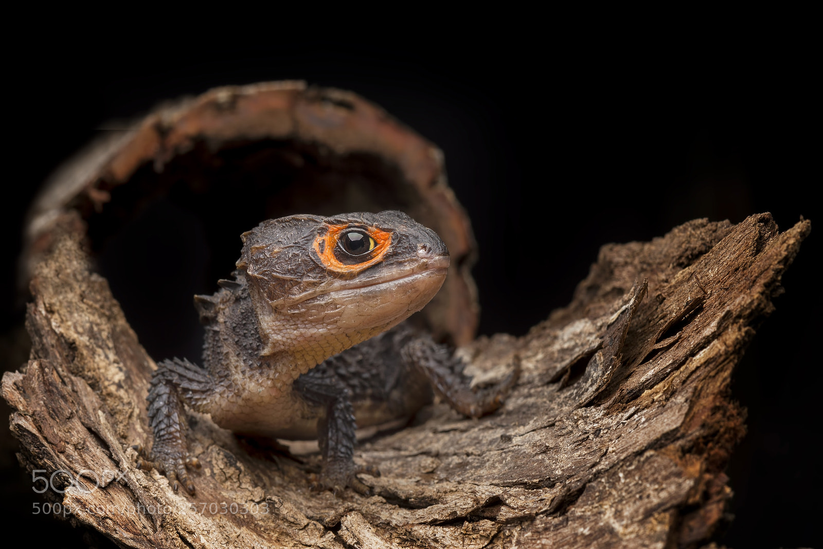 Nikon D600 sample photo. Crocodile skink , gecko ,lizard photography