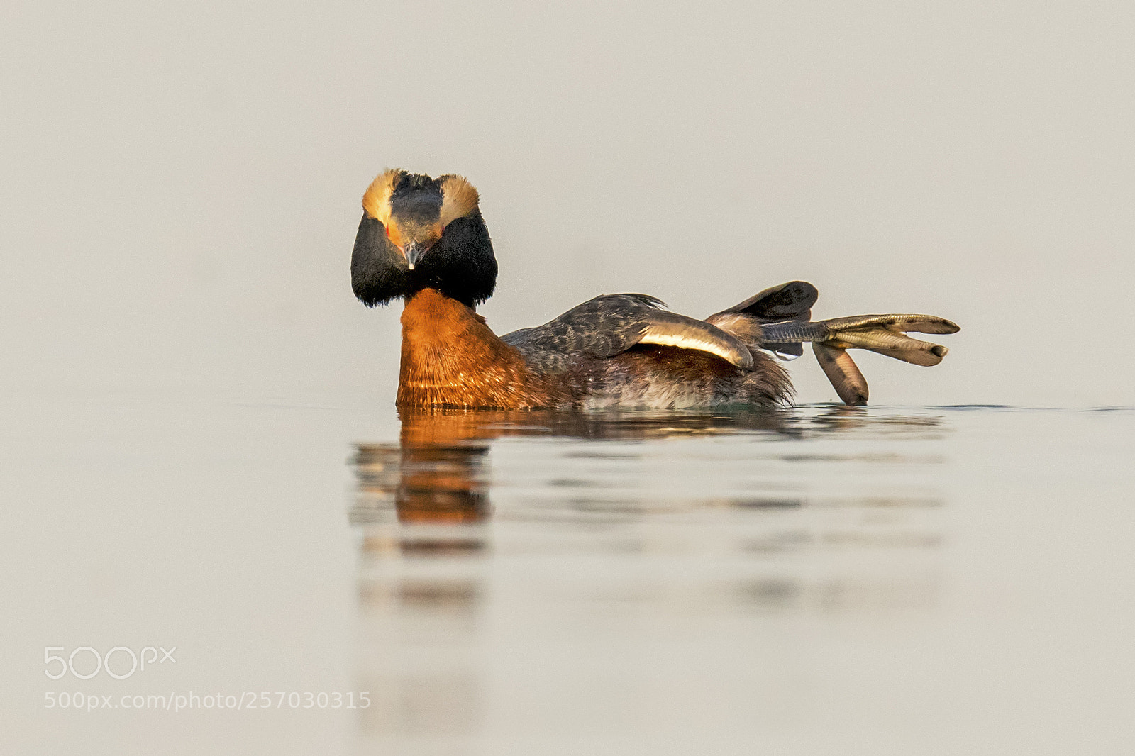 Nikon D850 sample photo. Horned grebe photography