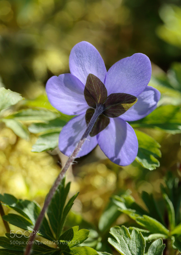 Canon EOS 6D sample photo. To the sun photography