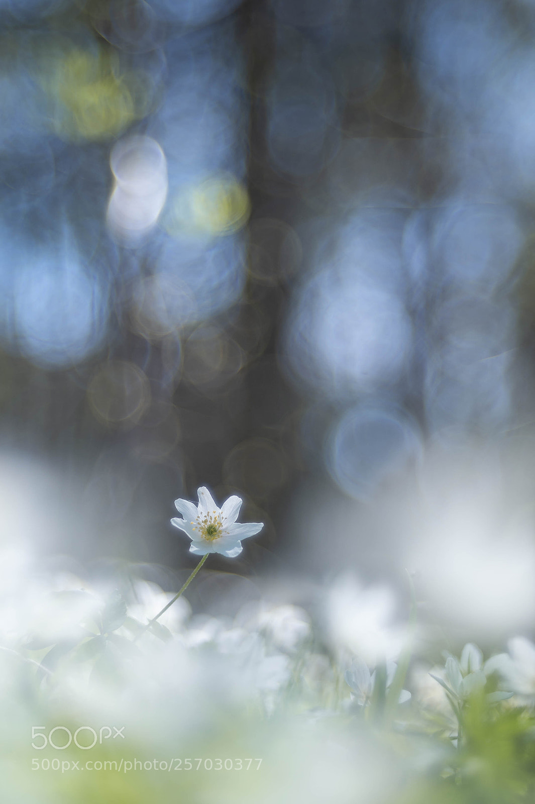 Nikon Df sample photo. Spring photography