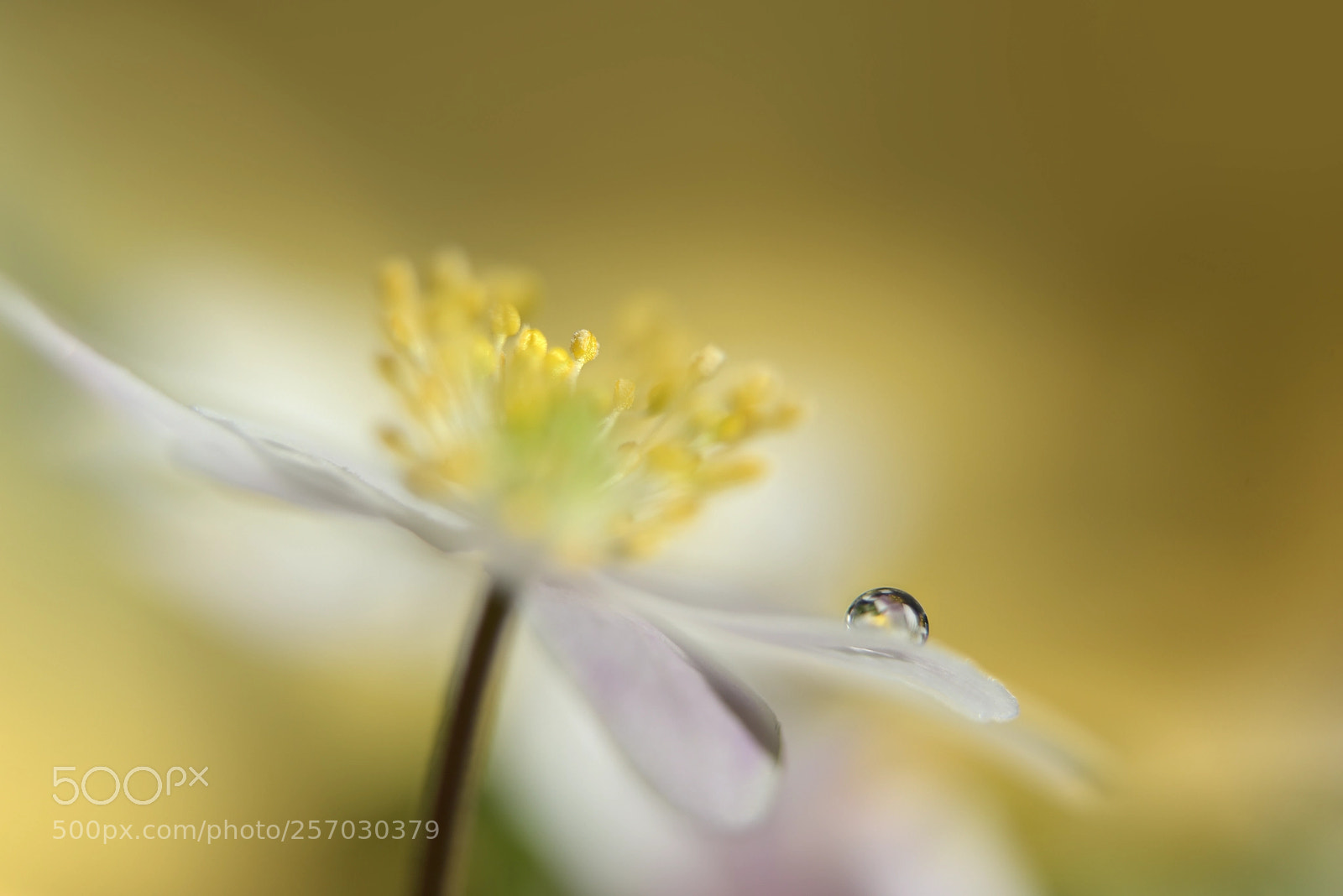 Nikon D750 sample photo. Golden spring light photography