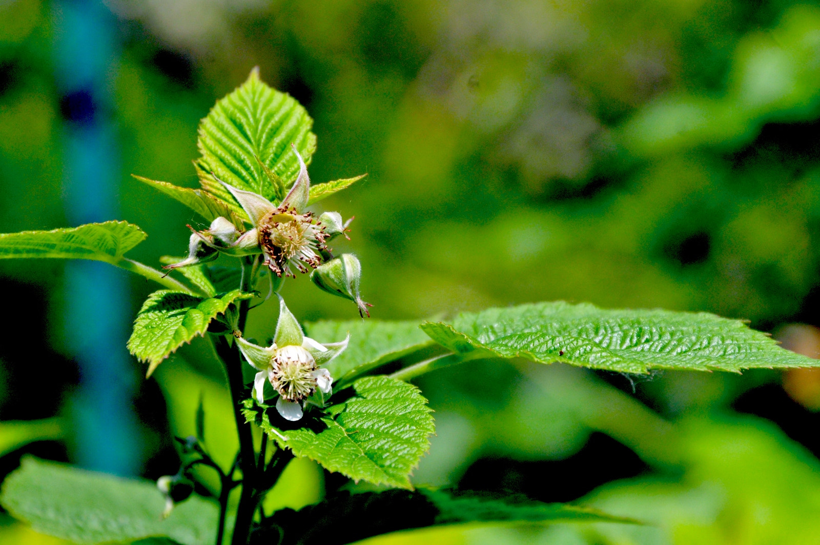 Nikon D300 sample photo. The force of nature photography
