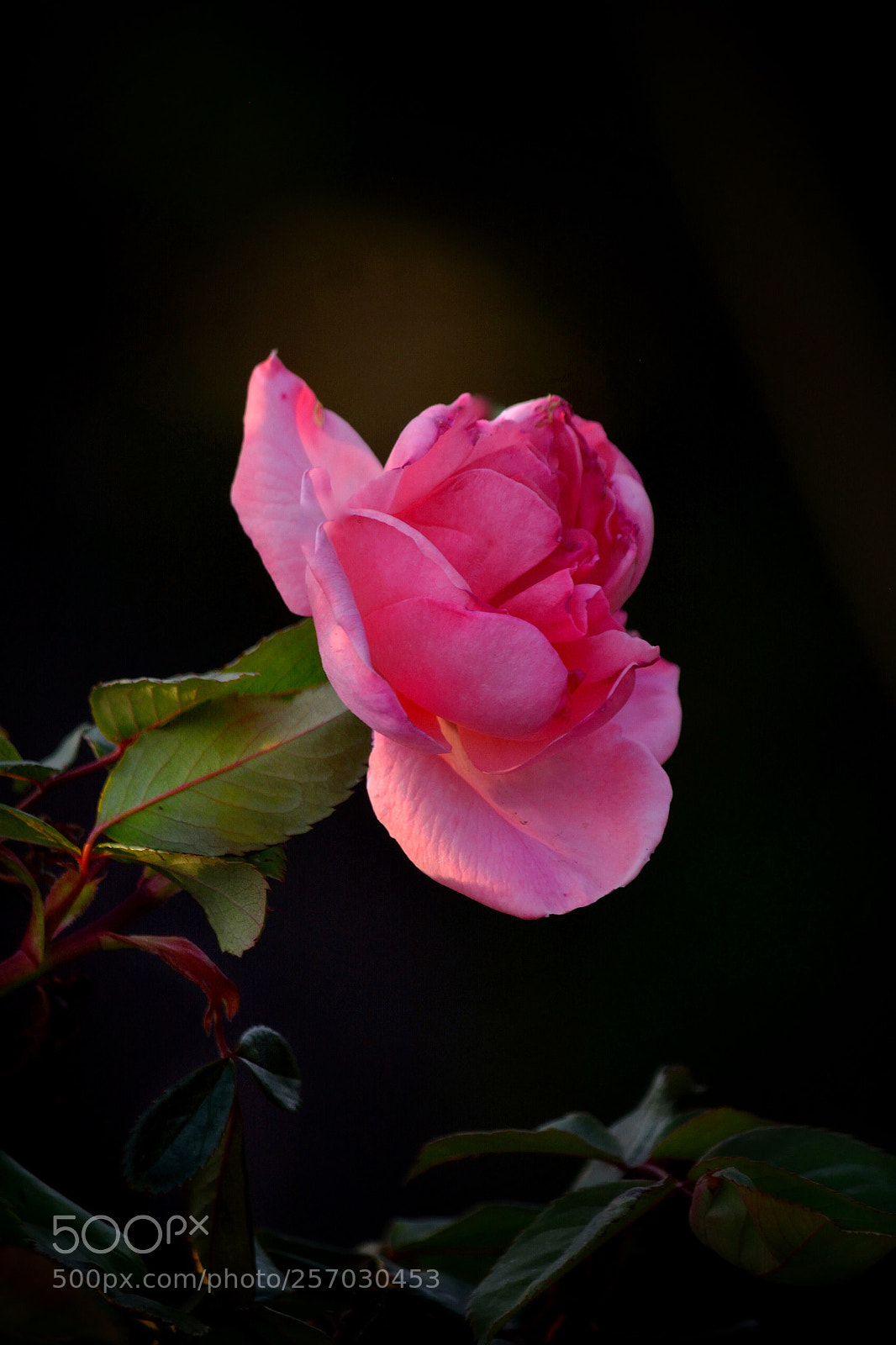 Nikon D5200 sample photo. Untitled photography