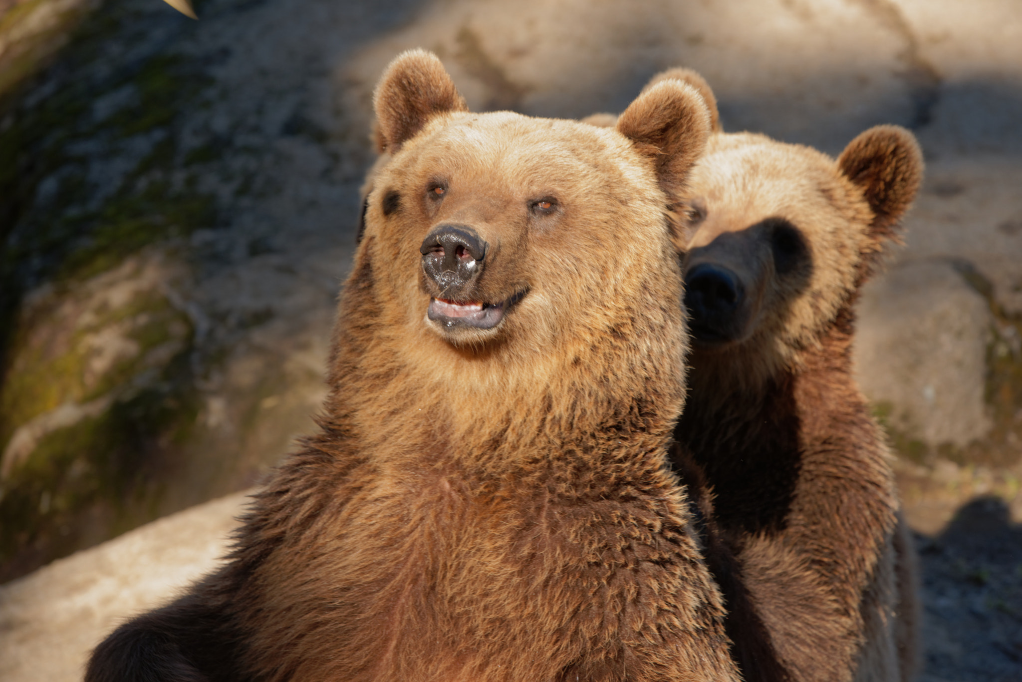 Sony FE 70-200mm F2.8 GM OSS sample photo. "oh teddy, you really do know how to give a proper back massage." photography