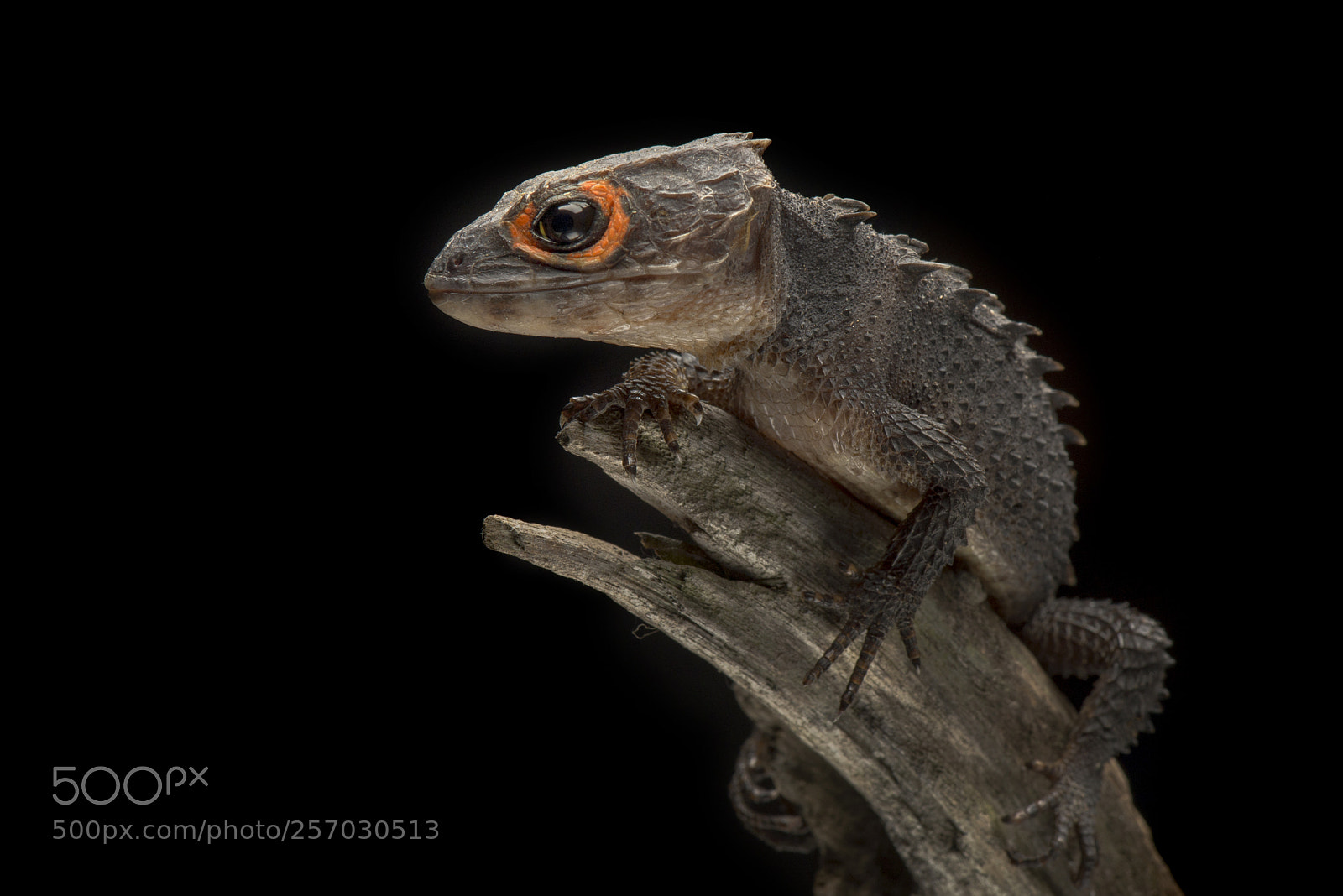 Nikon D600 sample photo. Crocodile skink , gecko ,lizard photography