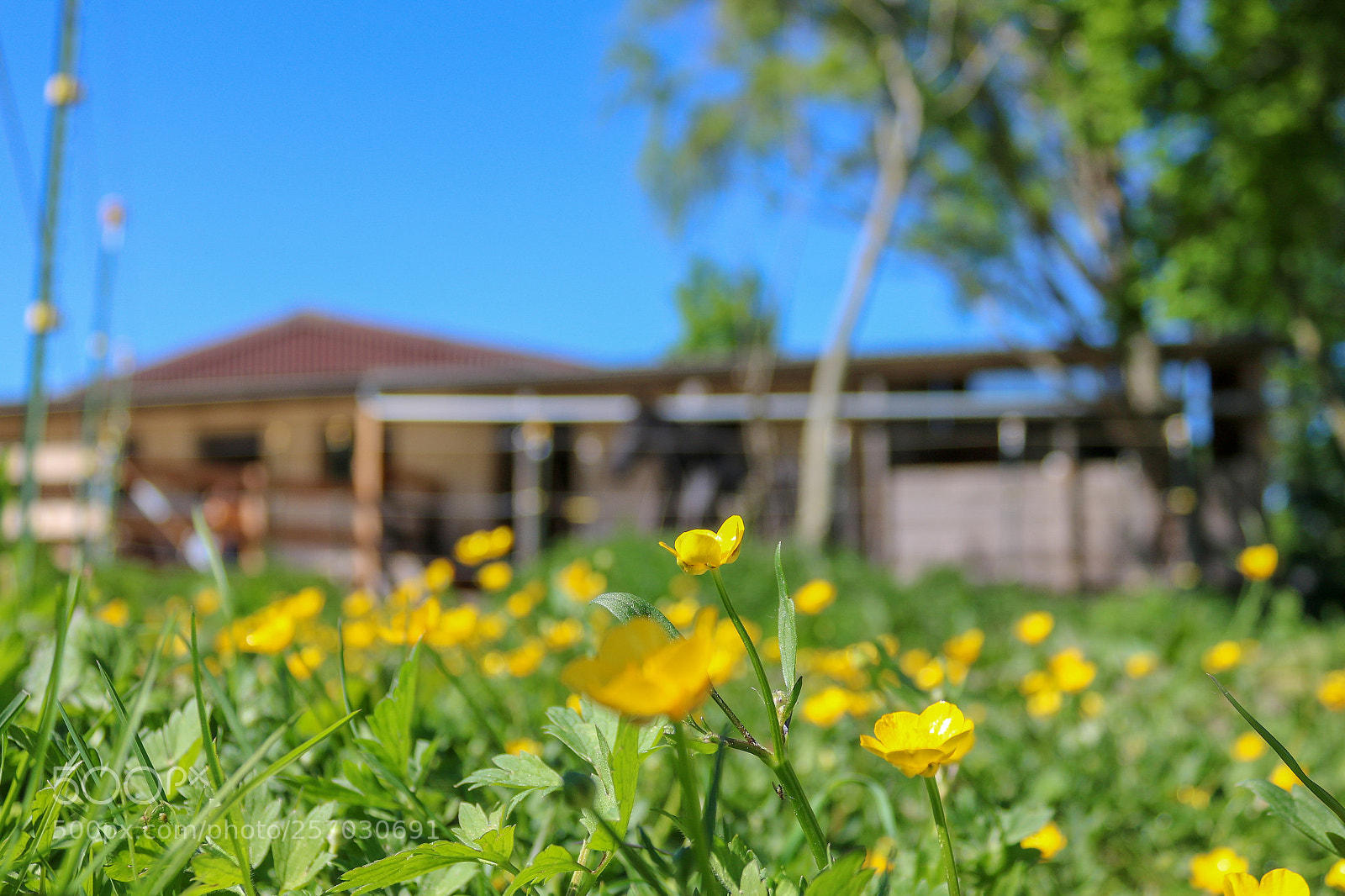 Canon EOS 750D (EOS Rebel T6i / EOS Kiss X8i) sample photo. Yellow flower domination photography