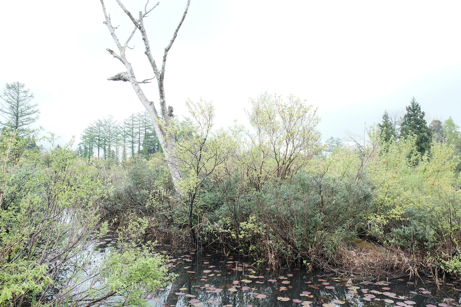 Fujifilm X-T1 sample photo. いもり池 photography