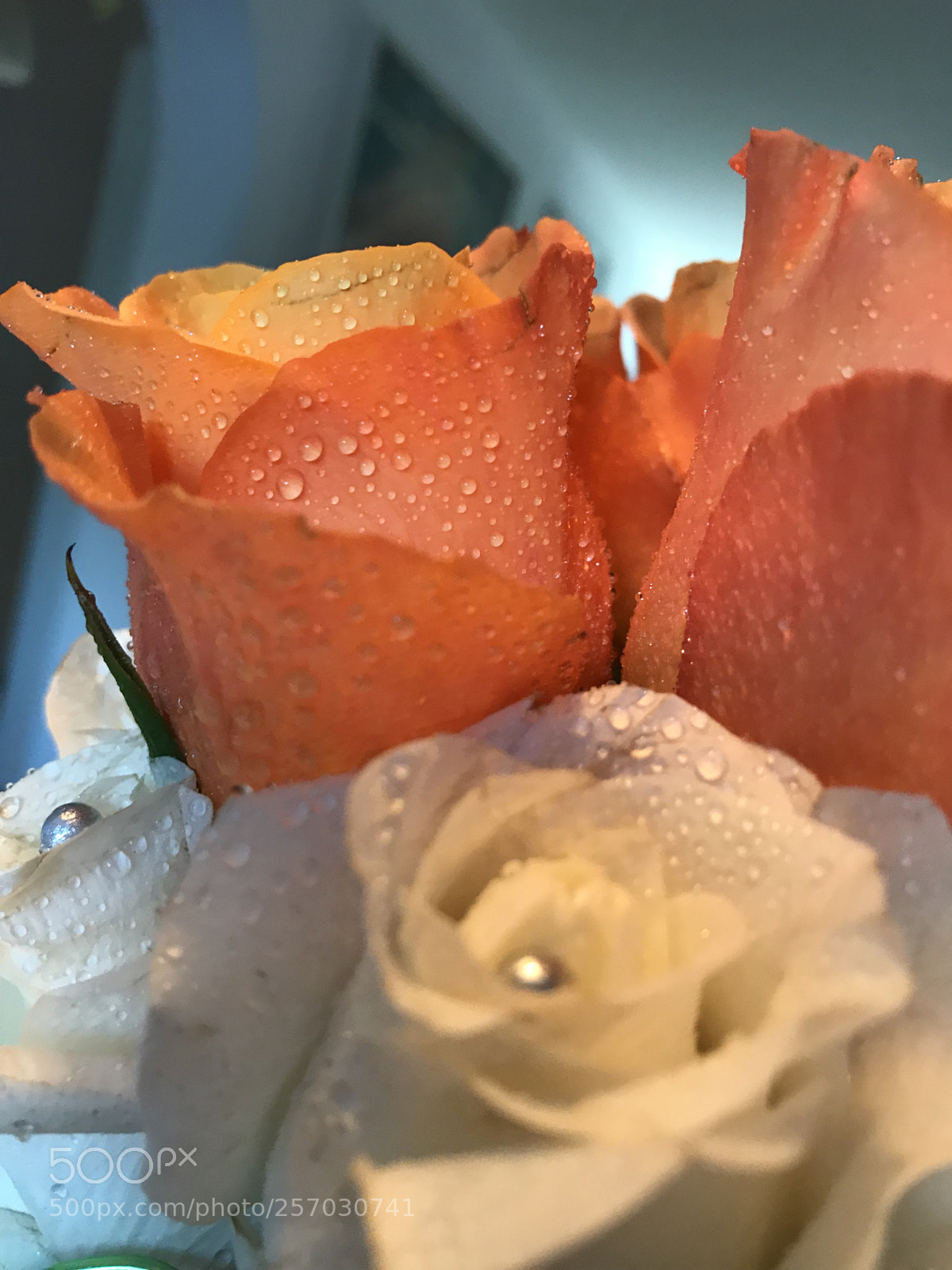 Apple iPhone 7 sample photo. Untitled photography