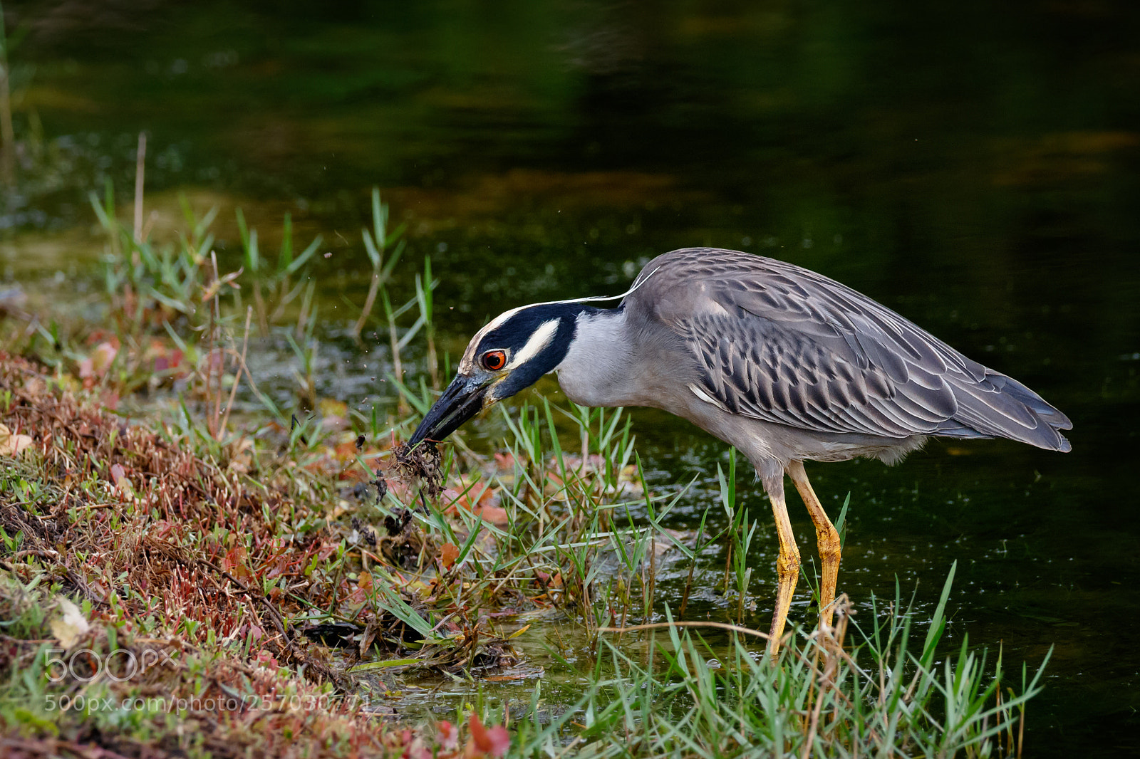 Canon EOS 7D Mark II sample photo. Did i get it? photography