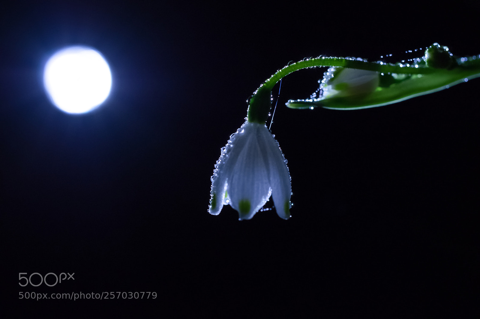 Pentax K-3 II sample photo. Like a moonlight photography