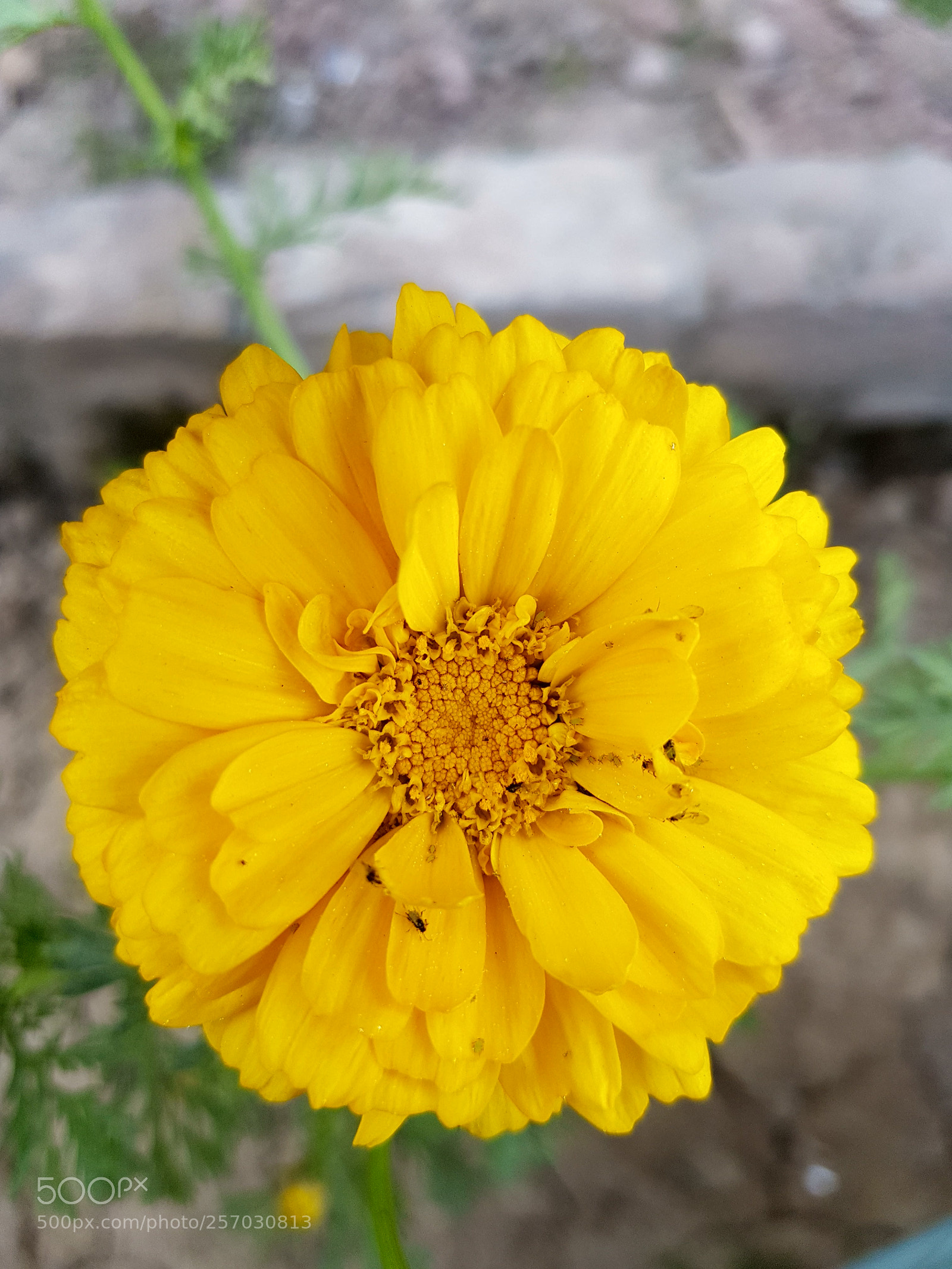 Samsung Galaxy S7 Edge sample photo. Flower.jpg photography