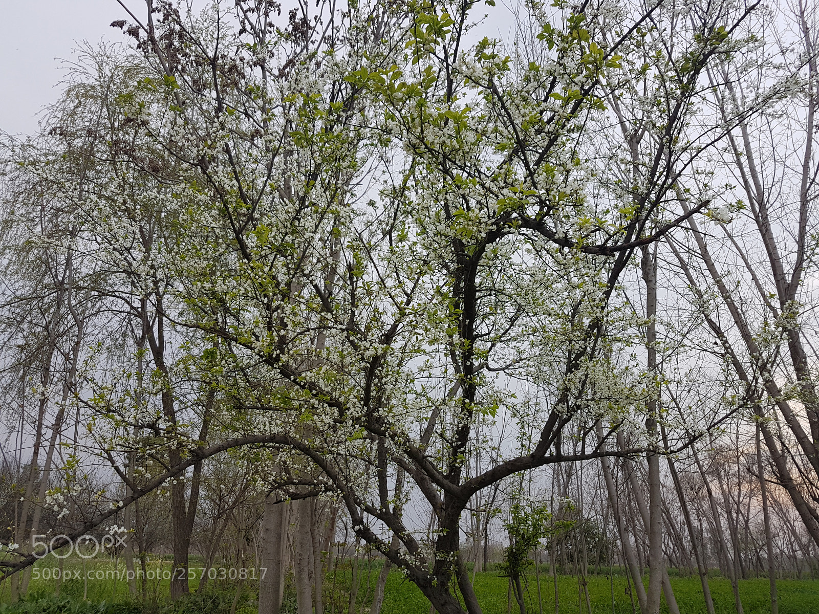 Samsung Galaxy S7 Edge sample photo. Flourishing spring.jpg photography