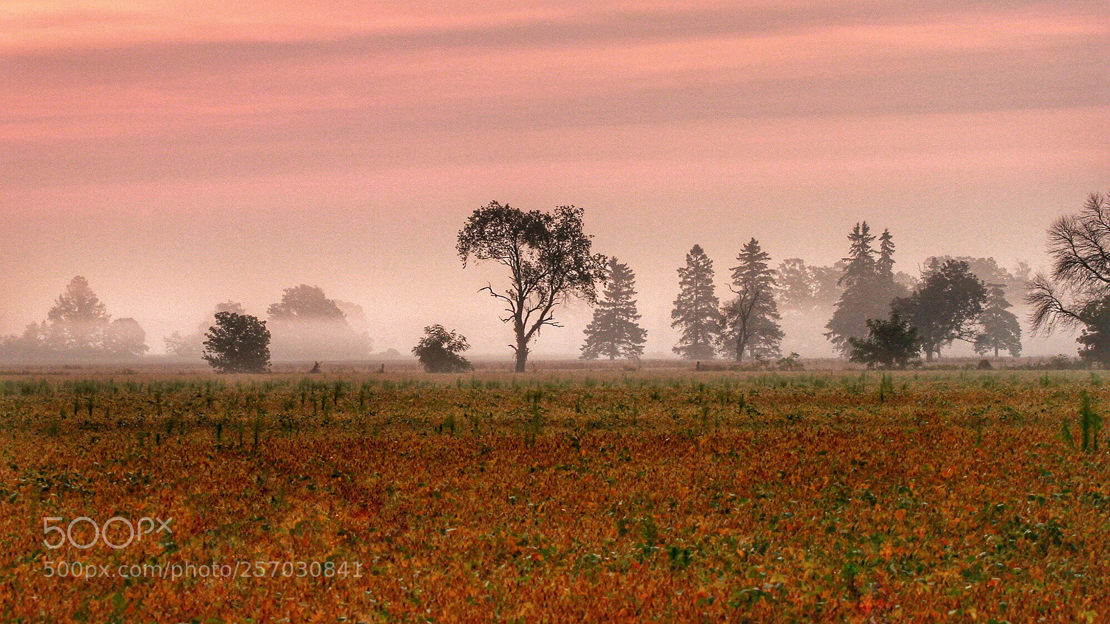 Canon EOS 7D sample photo. Foggy morning photography
