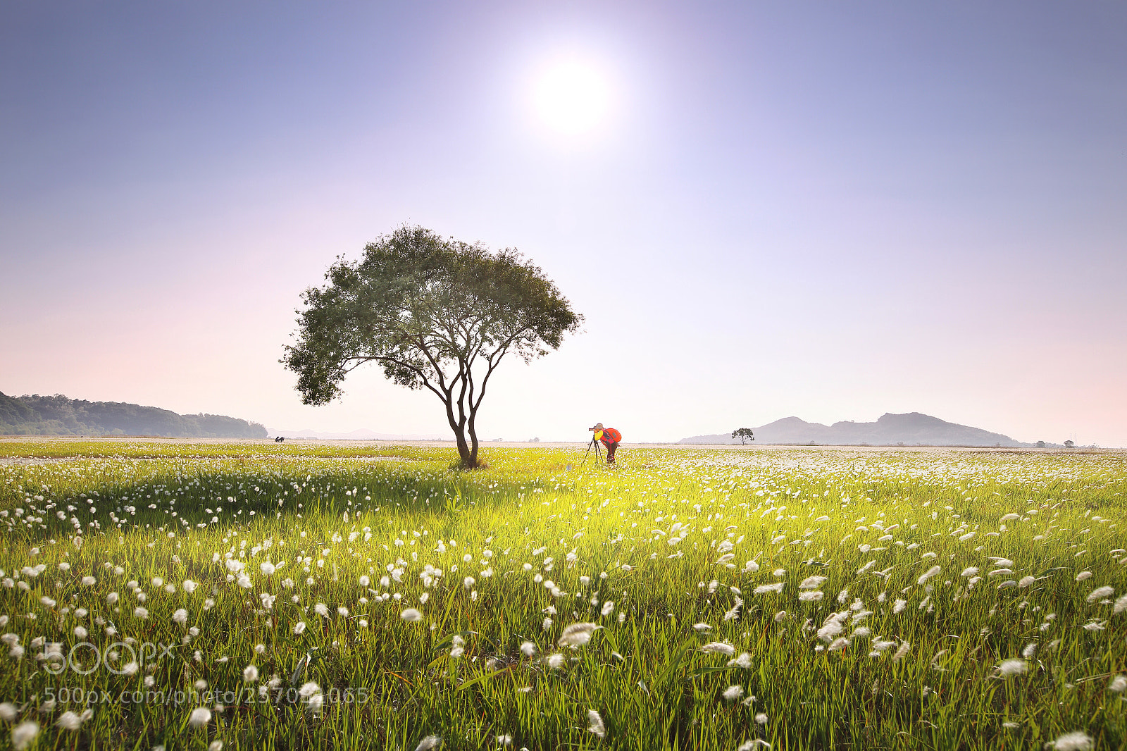 Canon EOS 6D sample photo. Reed flower field  photography