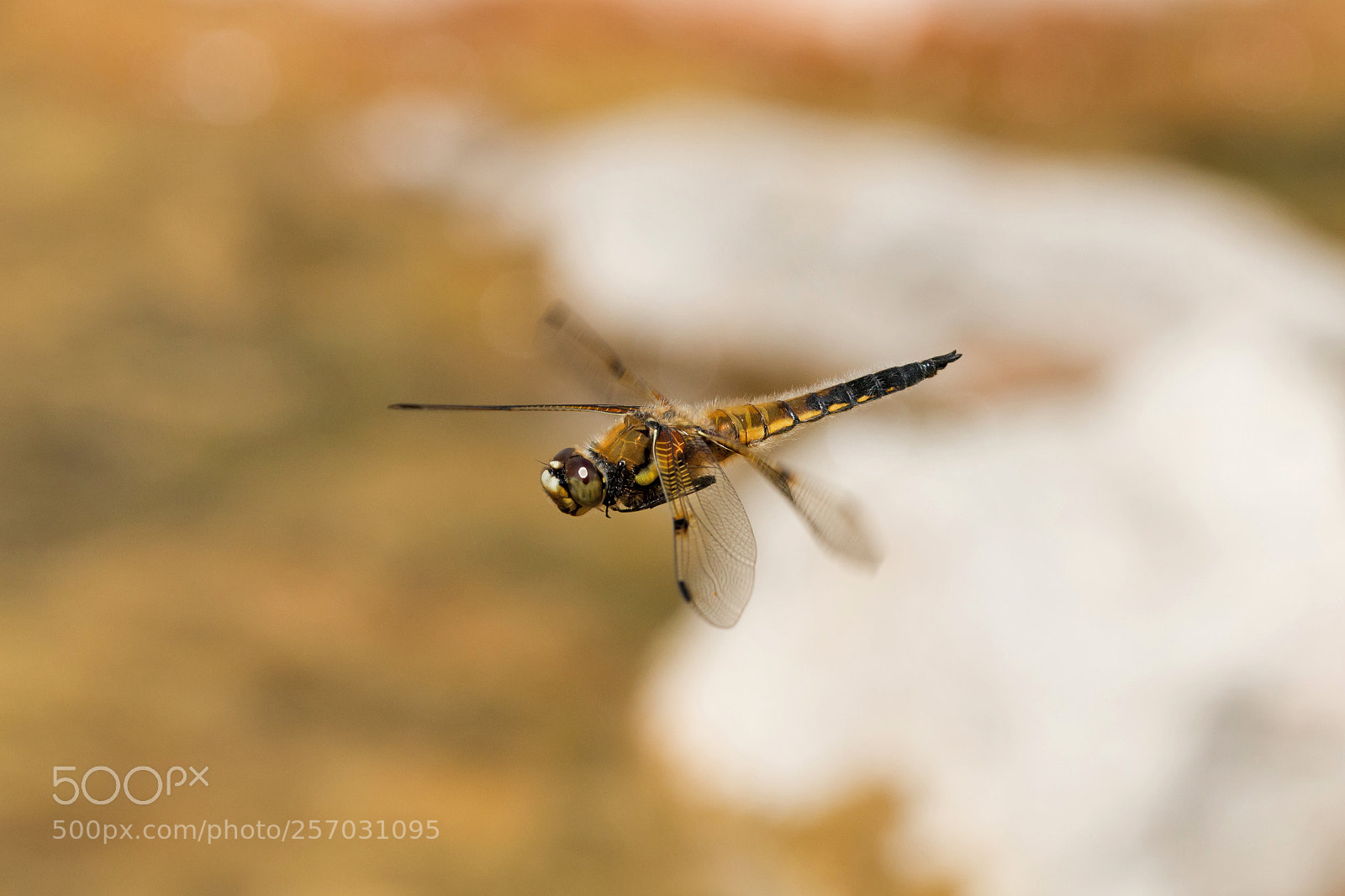 Canon EOS 70D sample photo. Another in-flight dragonfly photography