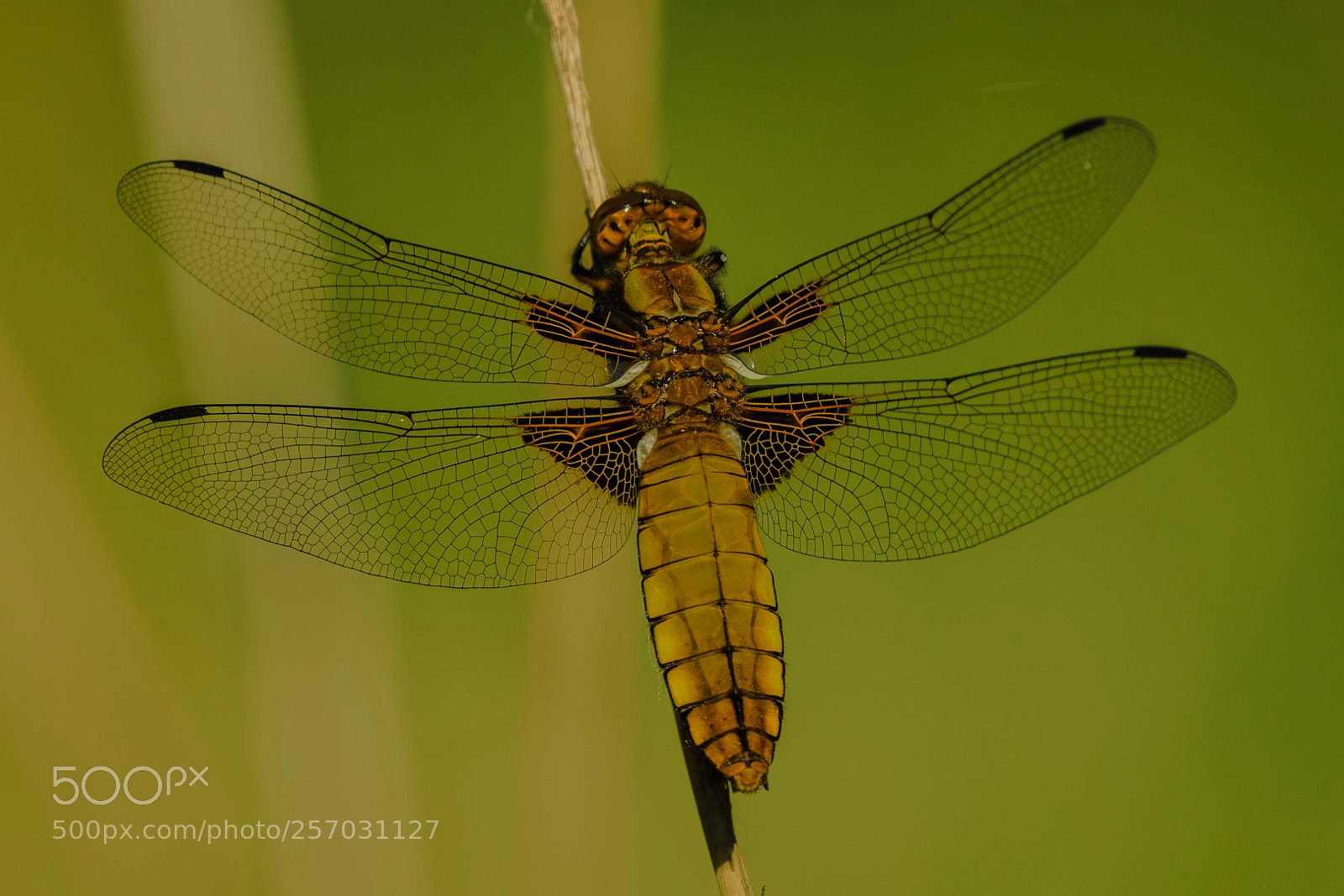 Nikon D500 sample photo. Platbuik (libellula depressa) photography