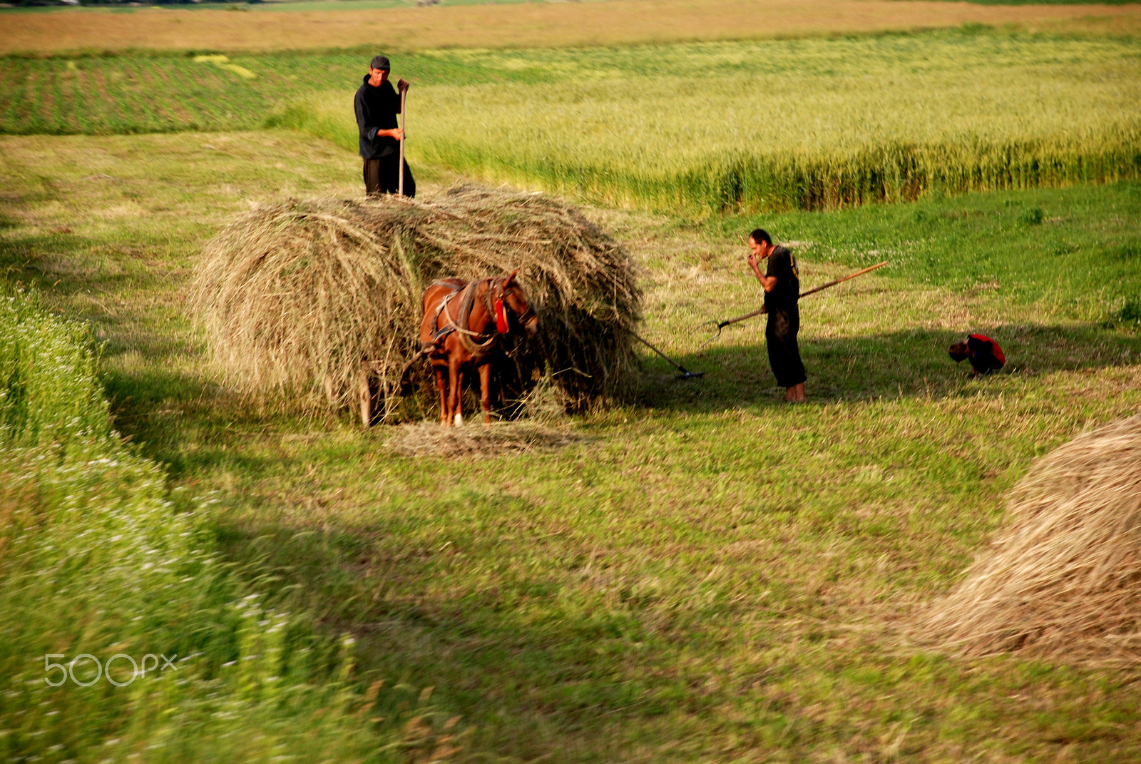 Nikon D80 sample photo. Eco - traditional agriculture photography