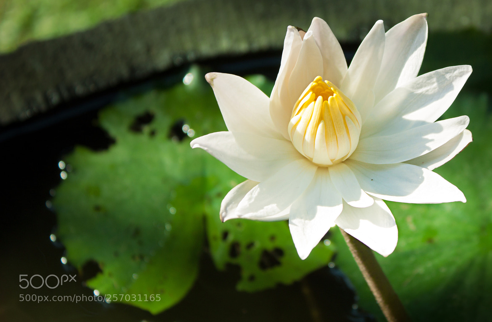 Canon EOS 500D (EOS Rebel T1i / EOS Kiss X3) sample photo. Morning flora photography
