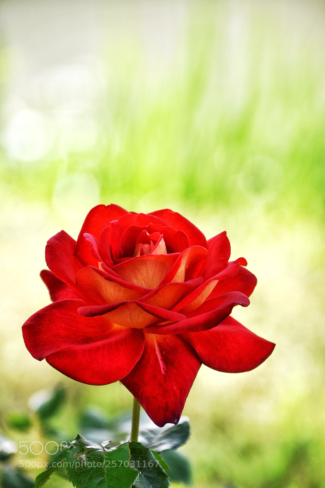 Nikon D7200 sample photo. The red rose photography