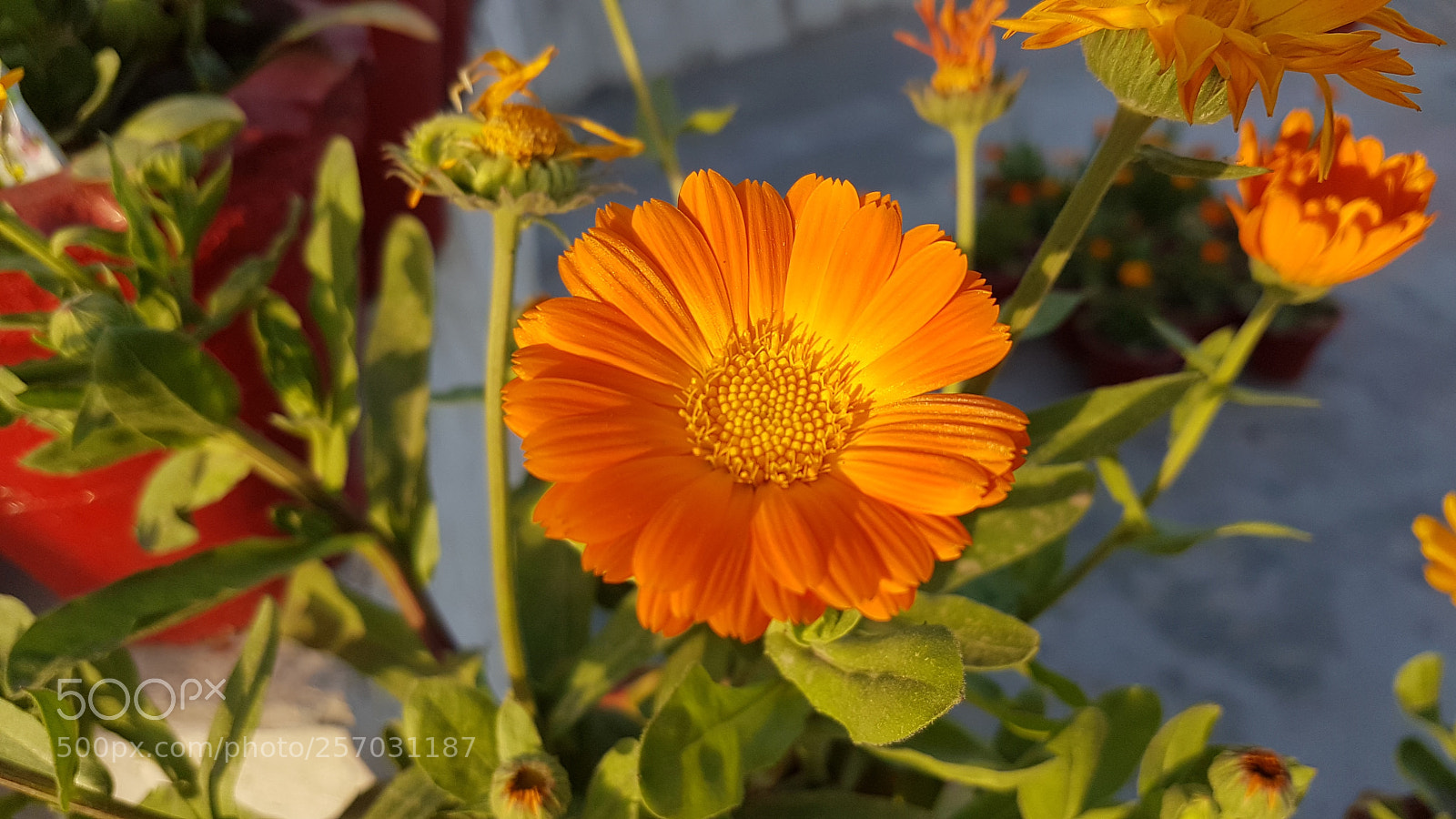 Samsung Galaxy S7 Edge sample photo. Sunflower.jpg photography