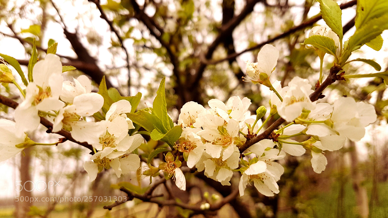 Samsung Galaxy S7 Edge sample photo. White flowers.jpg photography