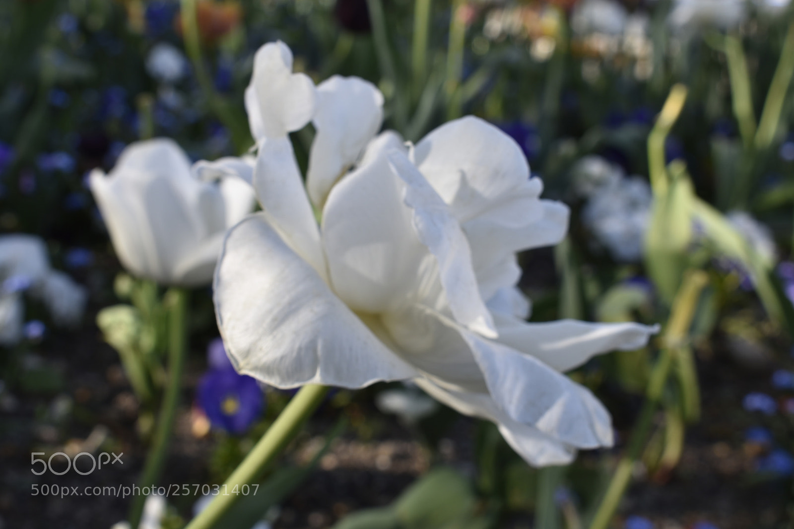 Nikon D3400 sample photo. Bloom photography