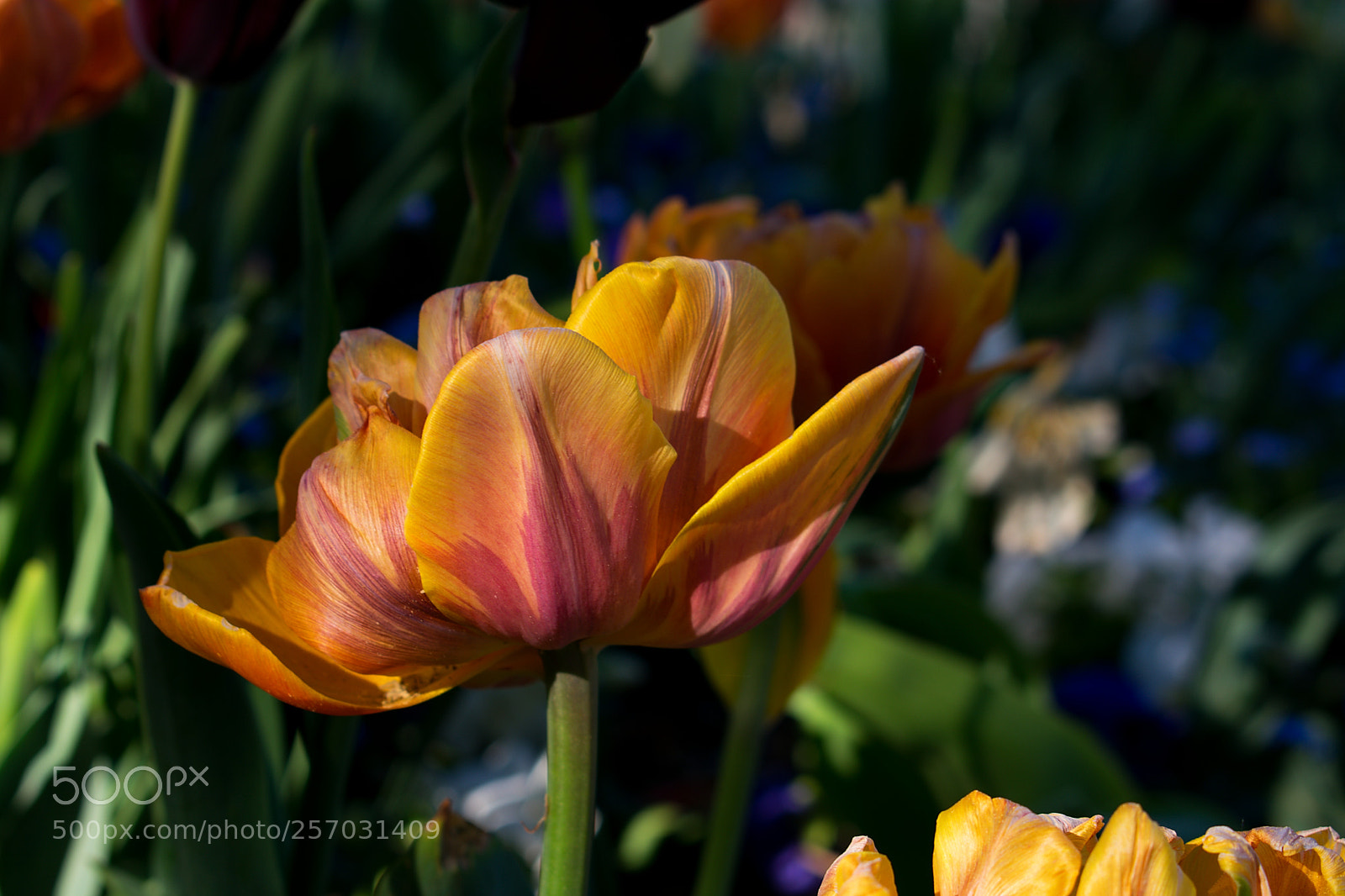 Nikon D3400 sample photo. Bloom photography