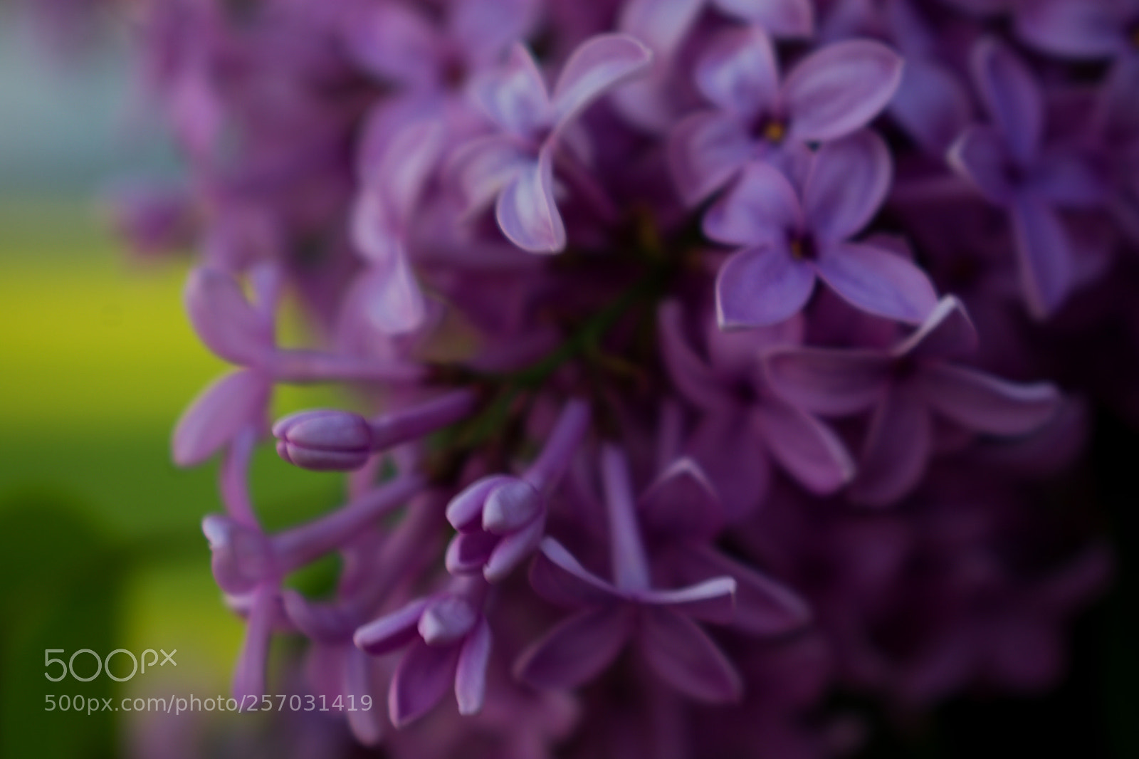 Nikon D3400 sample photo. Bloom photography