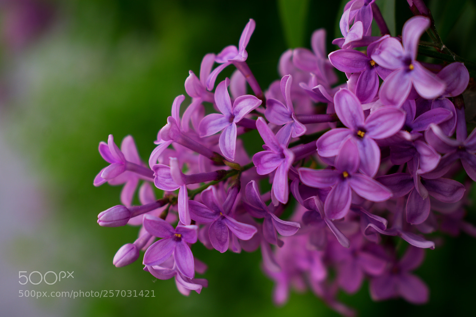 Nikon D3400 sample photo. Bloom photography