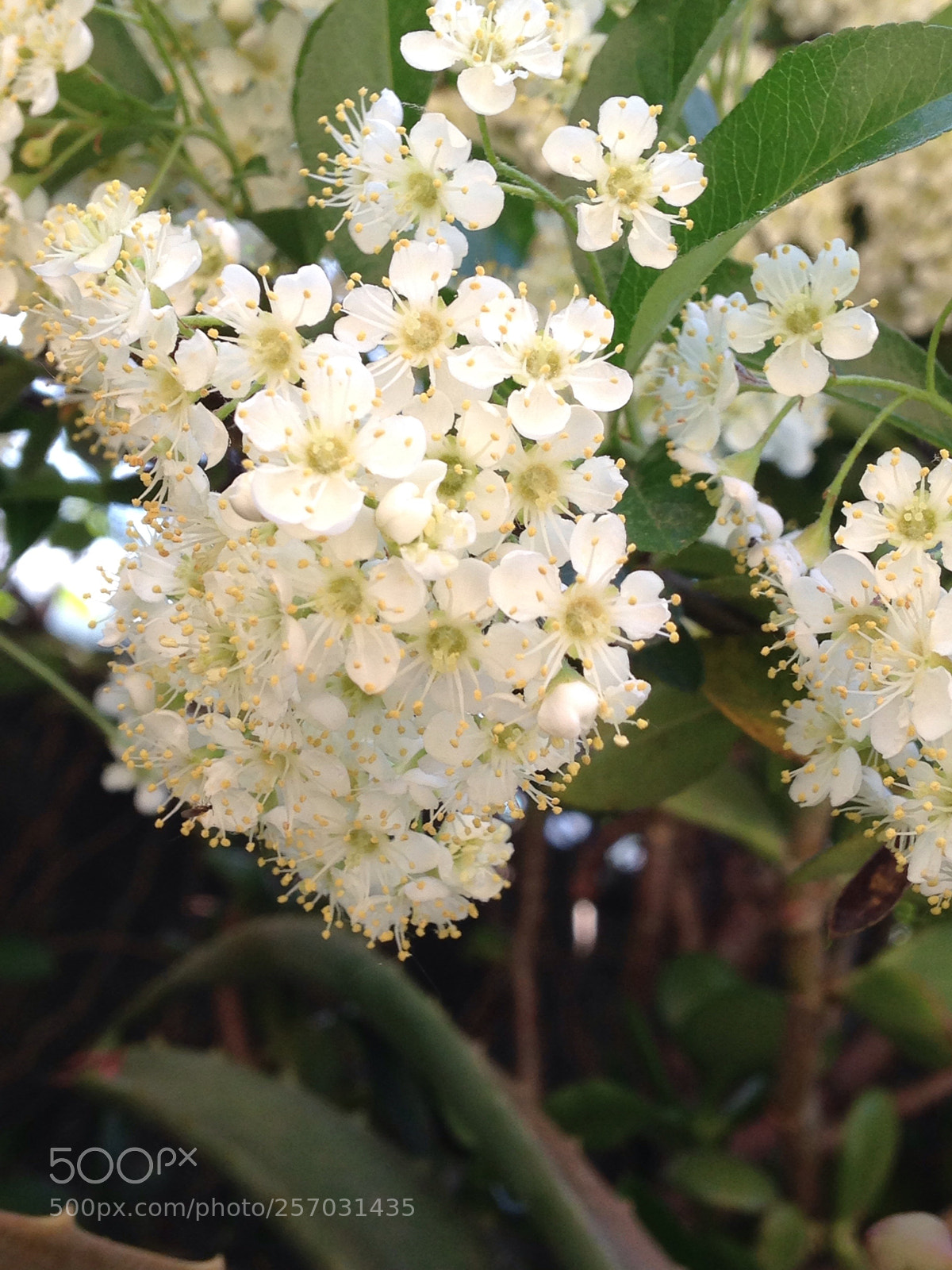 Apple iPhone 5c sample photo. White flower photography