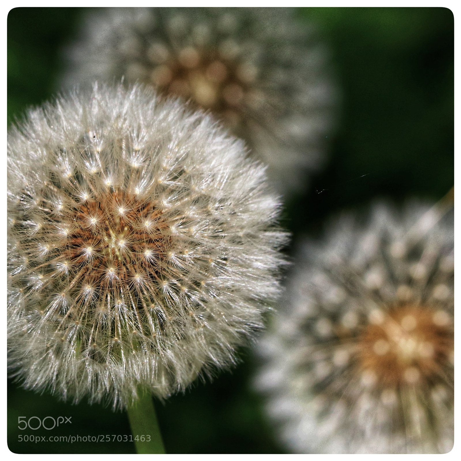 Canon EOS 750D (EOS Rebel T6i / EOS Kiss X8i) sample photo. Dandelion photography