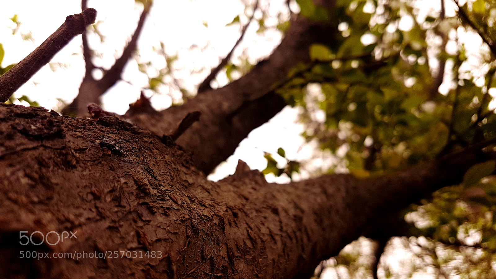 Samsung Galaxy S7 Edge sample photo. Tree trunk.jpg photography