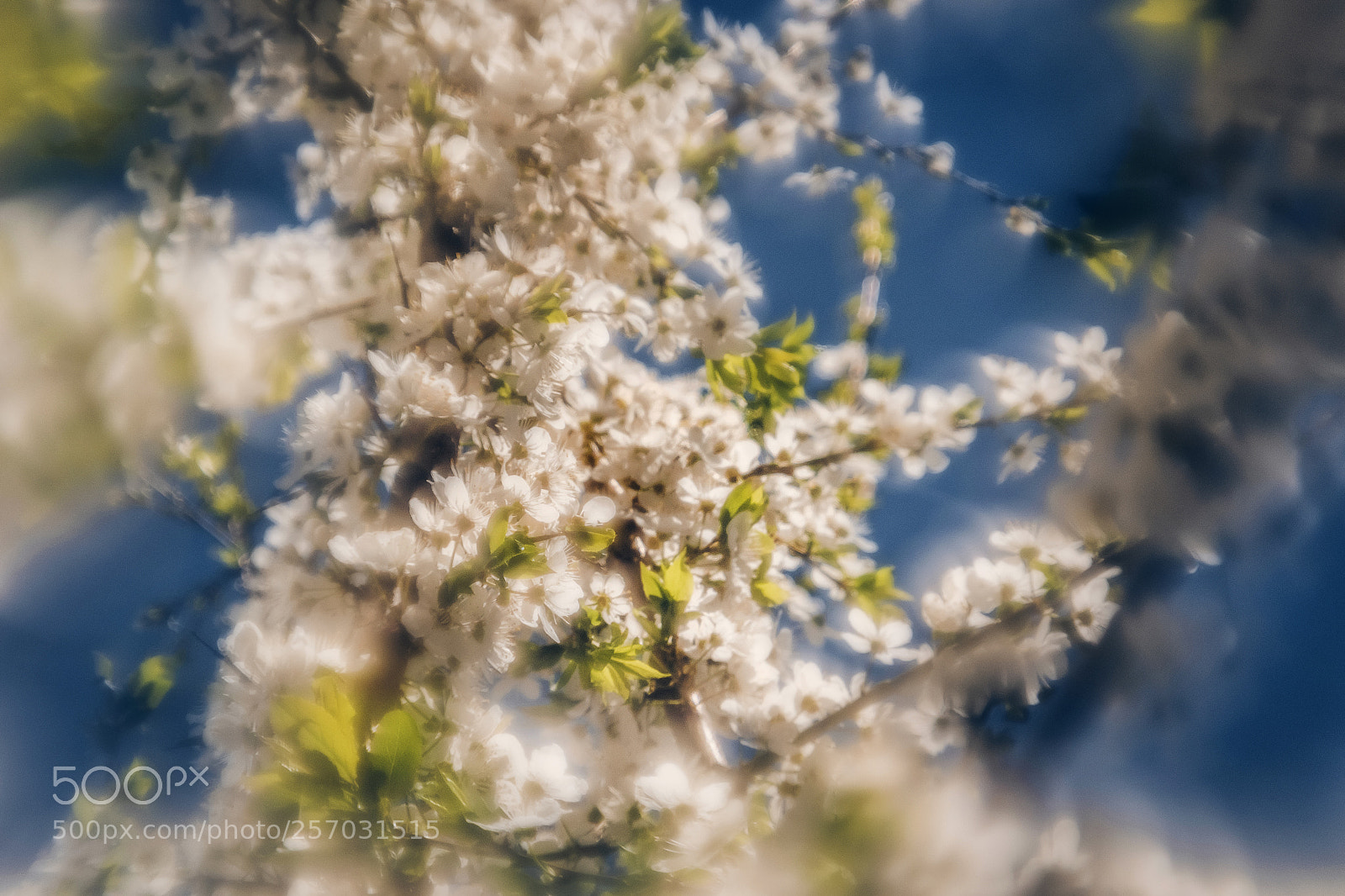 Nikon D3100 sample photo. Spring flowers photography