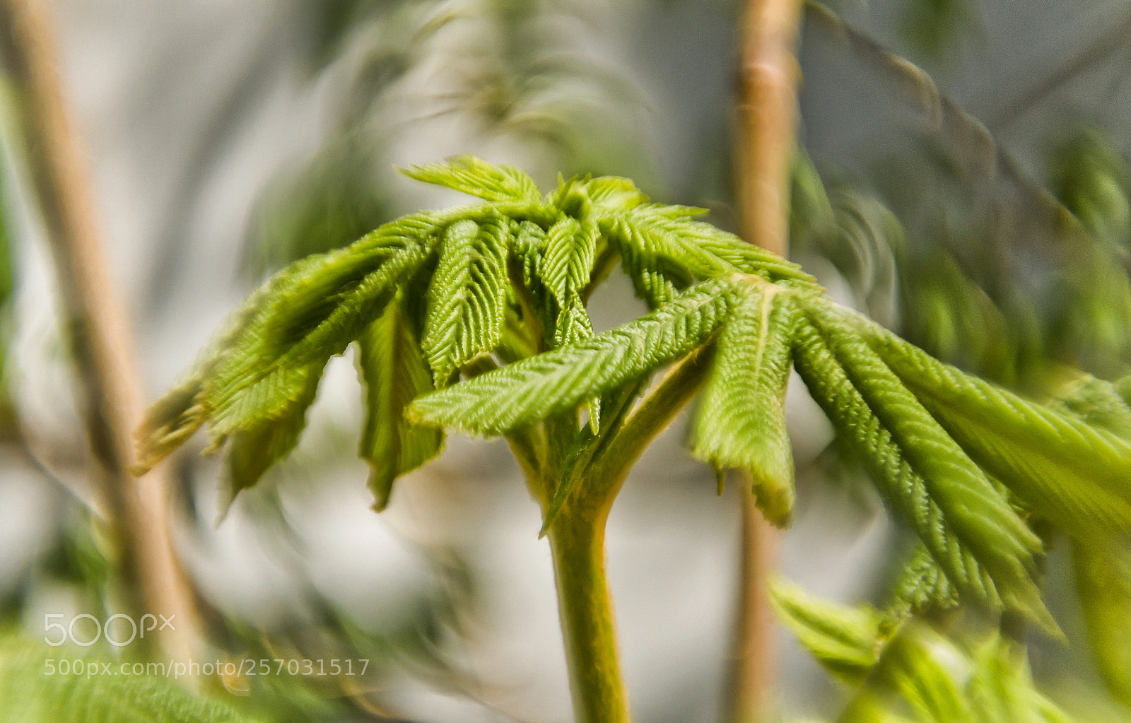 Nikon D3100 sample photo. Spring flowers photography