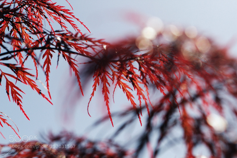 Canon EOS 7D sample photo. Acer photography