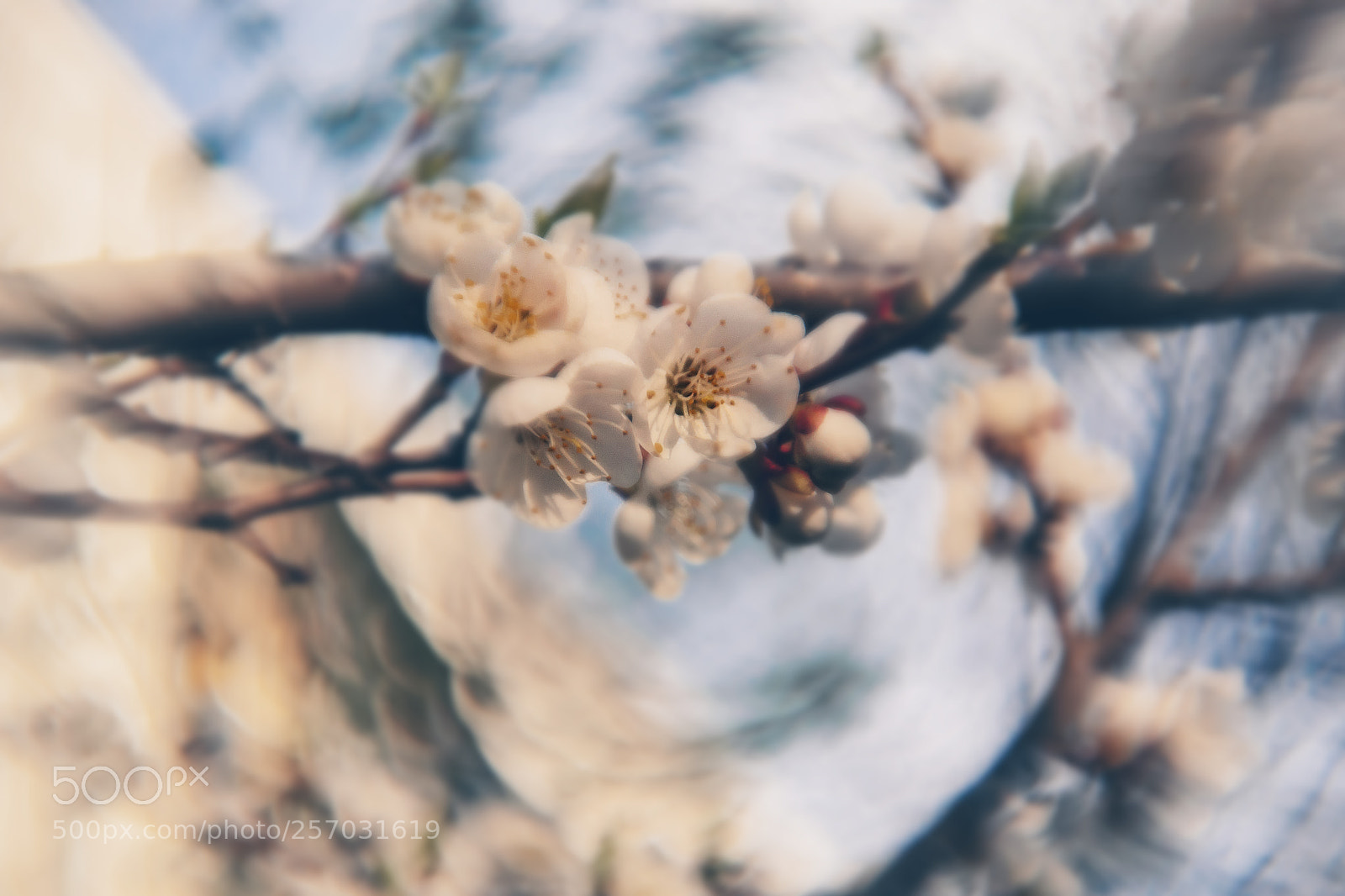 Nikon D3100 sample photo. Spring flowers photography