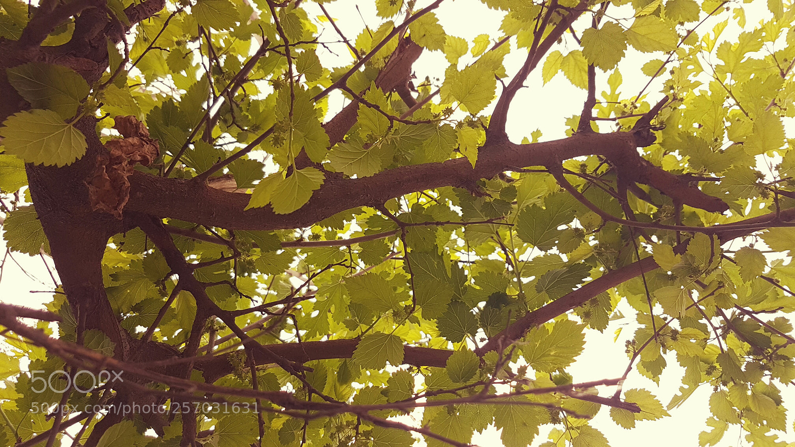Samsung Galaxy S7 Edge sample photo. Canopy.jpg photography