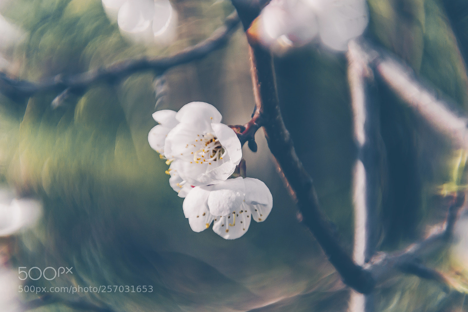 Nikon D3100 sample photo. Spring flowers photography