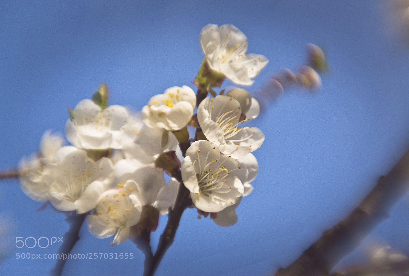 Nikon D3100 sample photo. Spring flowers photography
