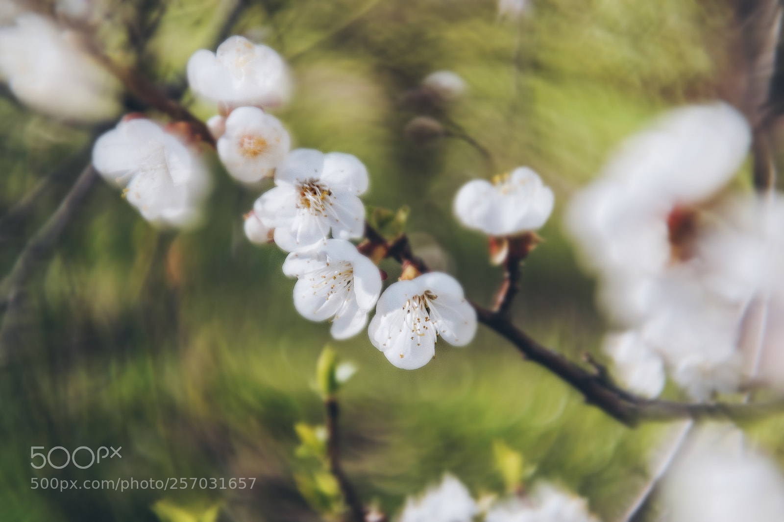Nikon D3100 sample photo. Spring flowers photography