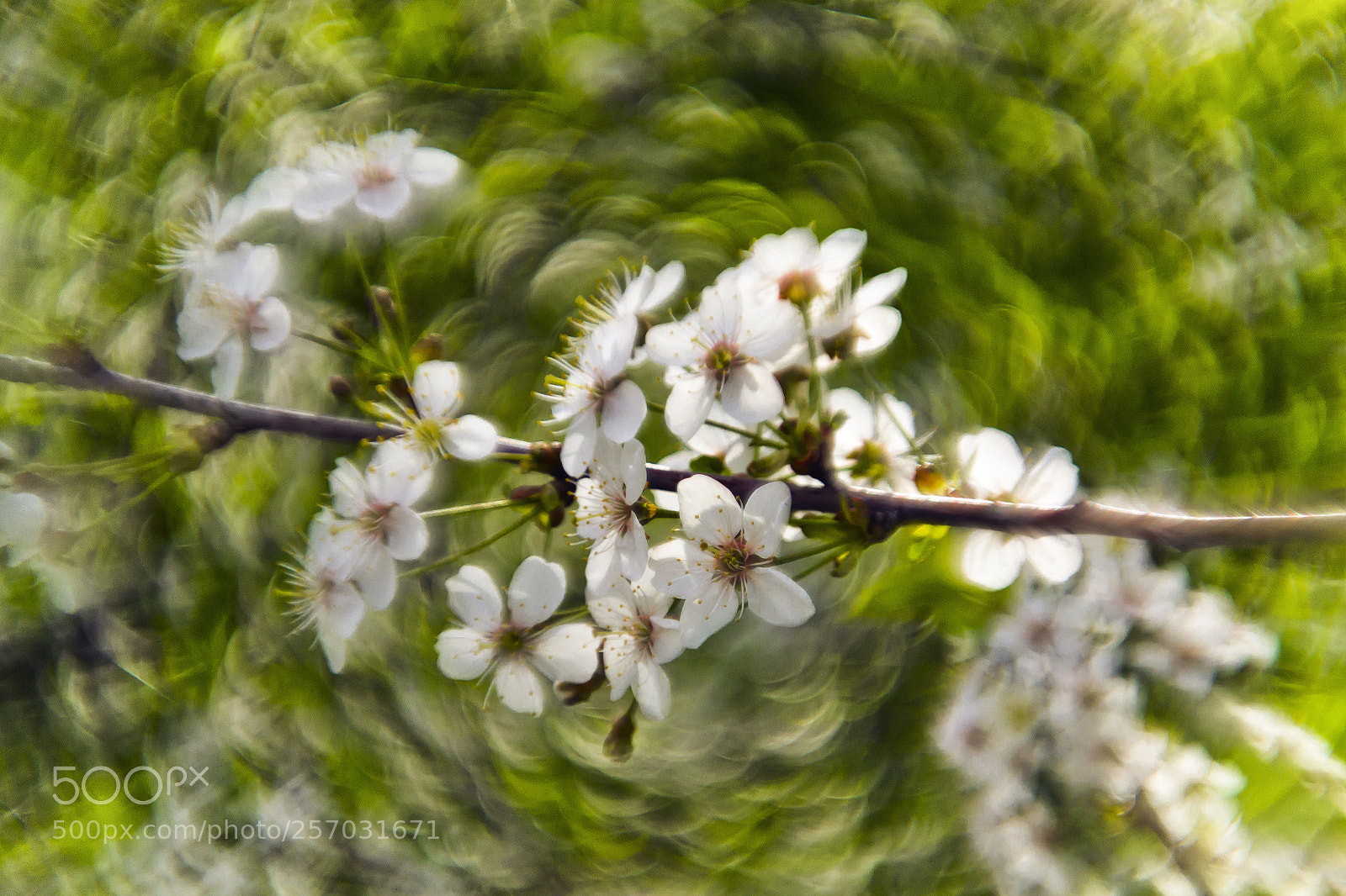 Nikon D3100 sample photo. Spring flowers photography
