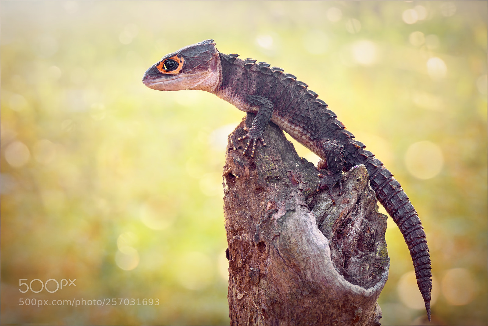 Nikon D600 sample photo. Crocodile skink, gecko,lizard photography