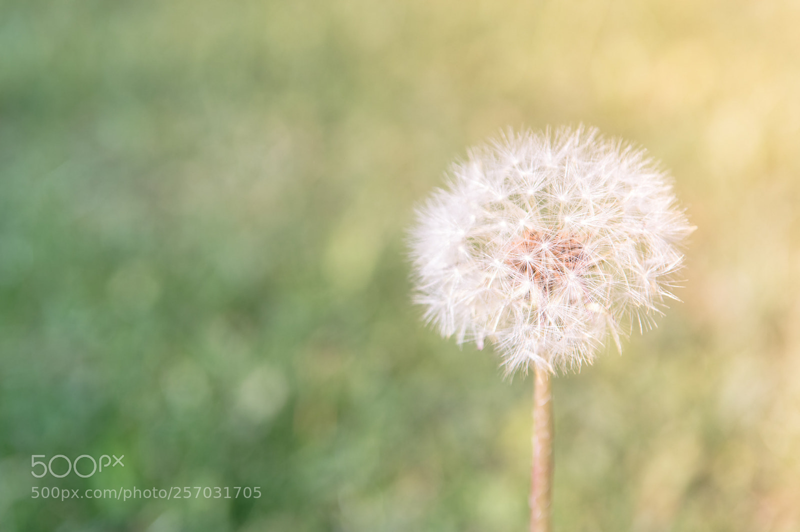 Nikon D3200 sample photo. Springtime in meadow. photography