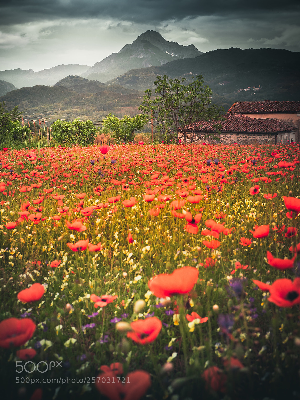 Olympus OM-D E-M10 sample photo. Rosso papavero  photography