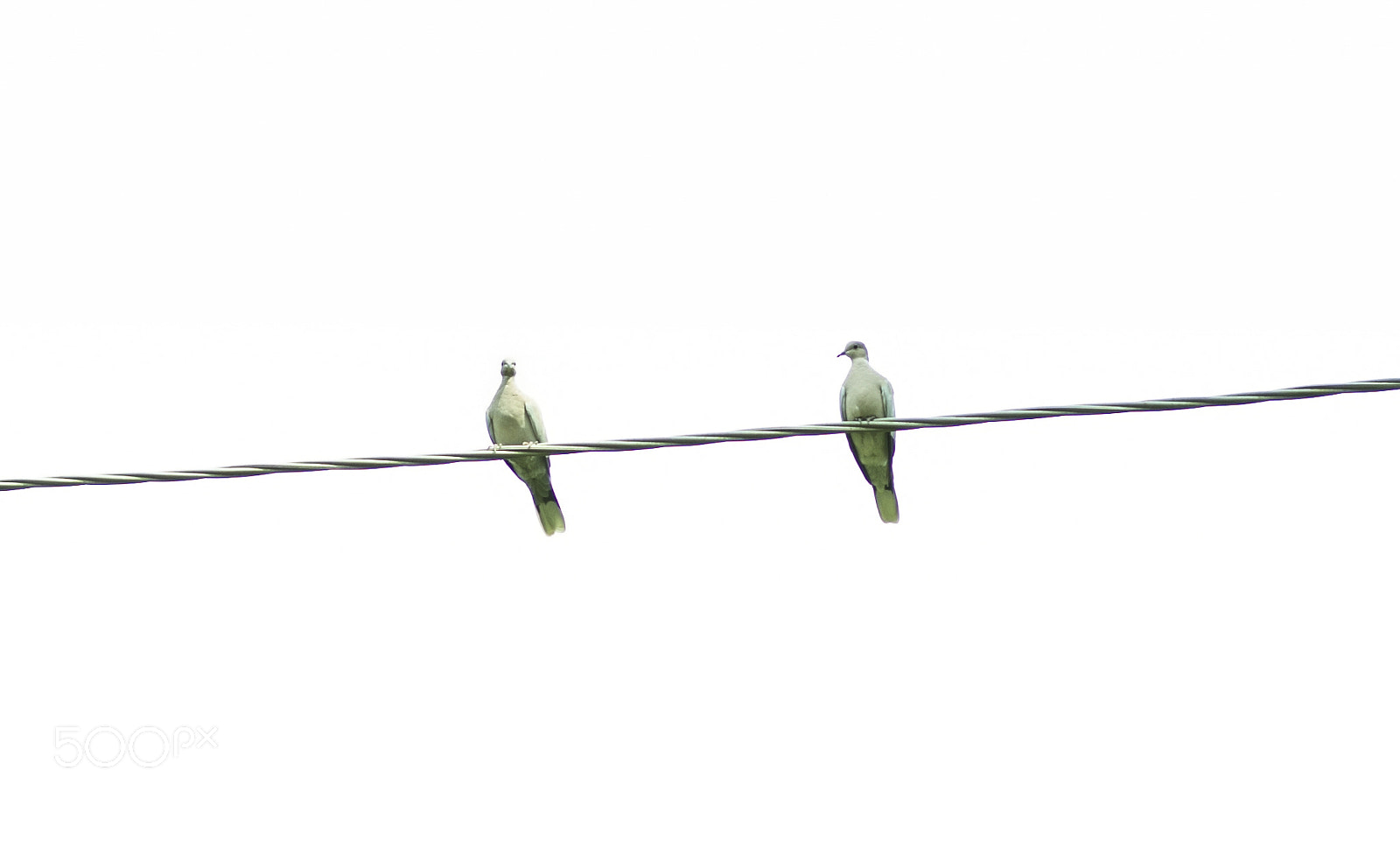 Canon EOS 7D sample photo. Minimal pigeons photography